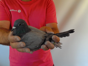 Pigeon image