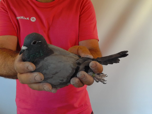 Pigeon image