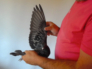 Pigeon image