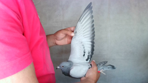 Pigeon image