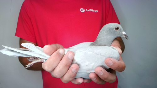 Pigeon image
