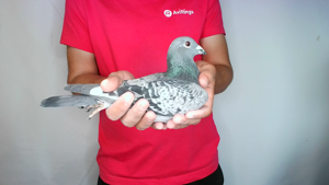 Pigeon image