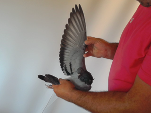 Pigeon image