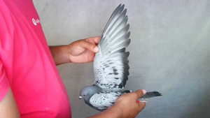 Pigeon image