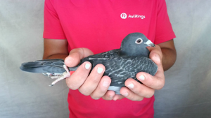 Pigeon image