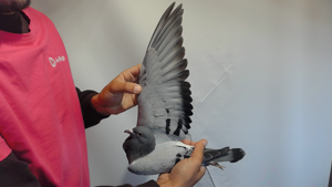 Pigeon image