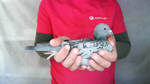 Pigeon image