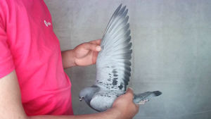 Pigeon image