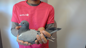 Pigeon image