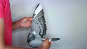 Pigeon image