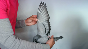 Pigeon image