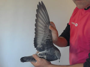 Pigeon image