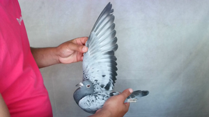 Pigeon image