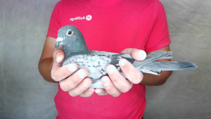 Pigeon image