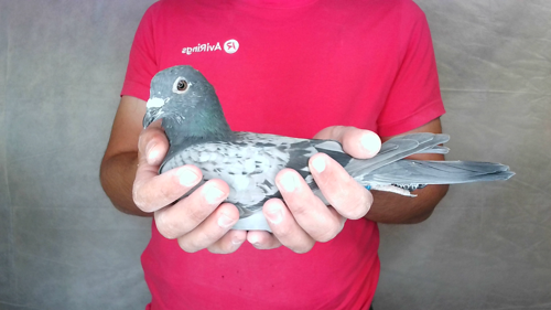 Pigeon image