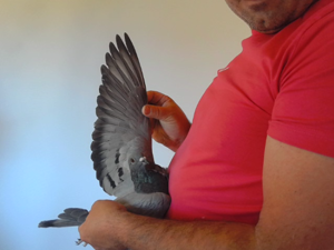 Pigeon image