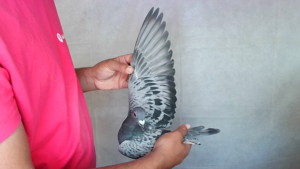 Pigeon image