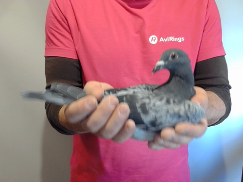 Pigeon image