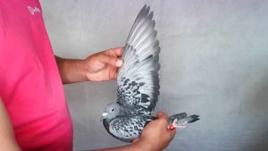 Pigeon image