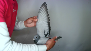 Pigeon image