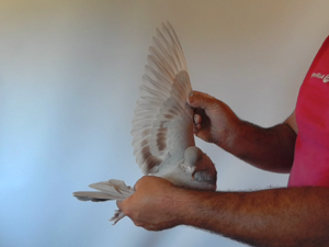 Pigeon image