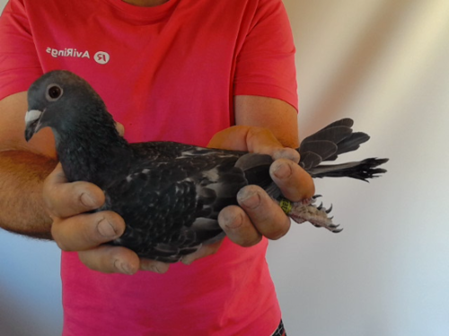 Pigeon image
