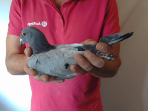 Pigeon image