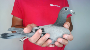 Pigeon image