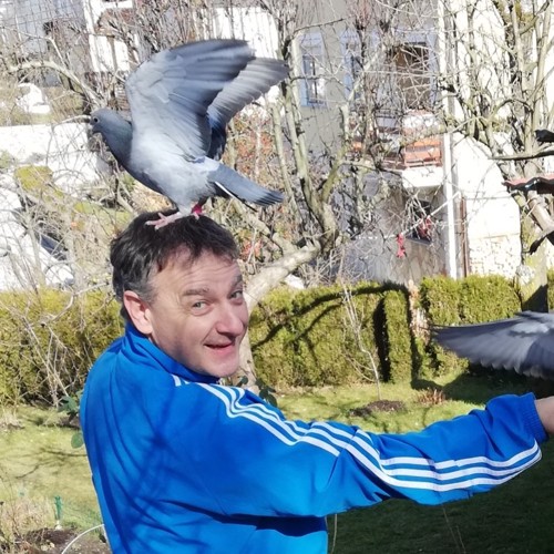 Pigeon image