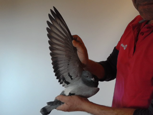 Pigeon image