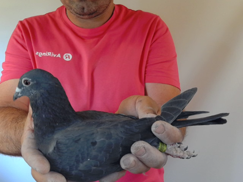 Pigeon image