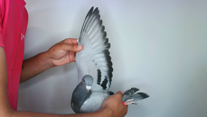 Pigeon image