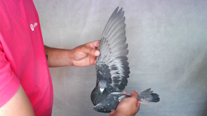 Pigeon image