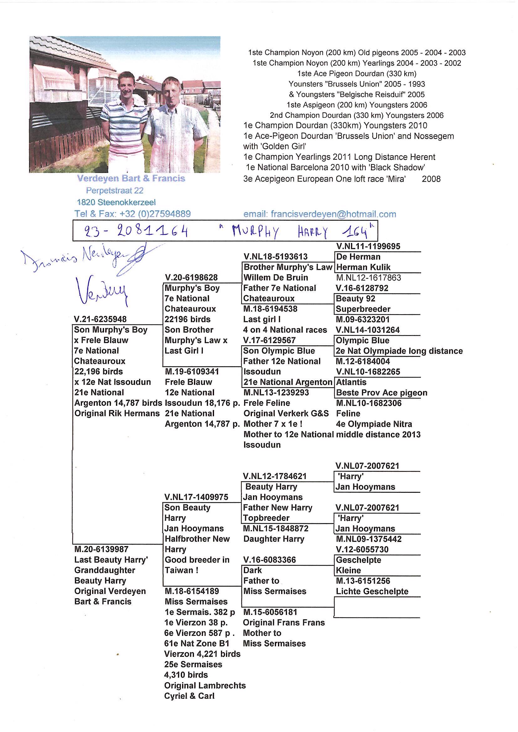 Pigeon pedigree image