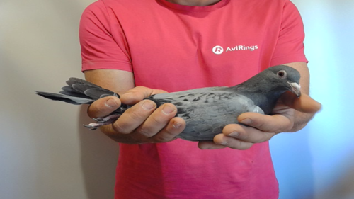 Pigeon image