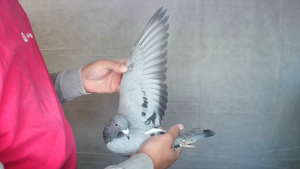 Pigeon image