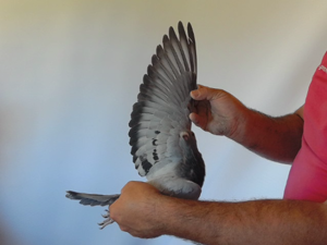 Pigeon image