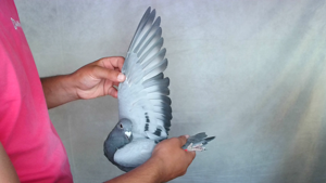 Pigeon image