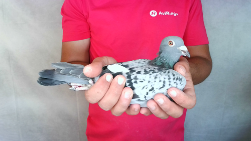 Pigeon image
