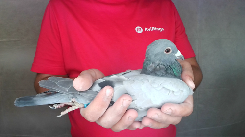 Pigeon image