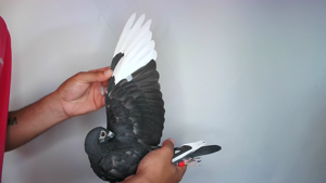 Pigeon image