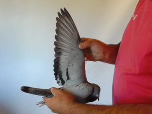 Pigeon image