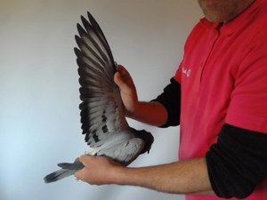 Pigeon image