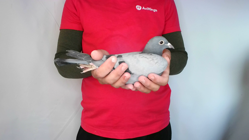 Pigeon image