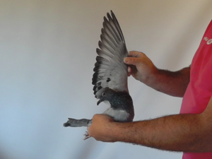 Pigeon image