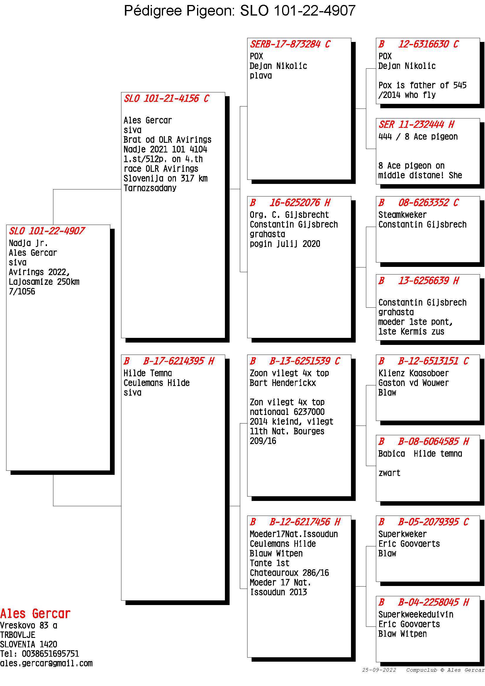 Pigeon pedigree image