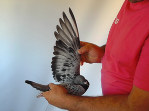 Pigeon image