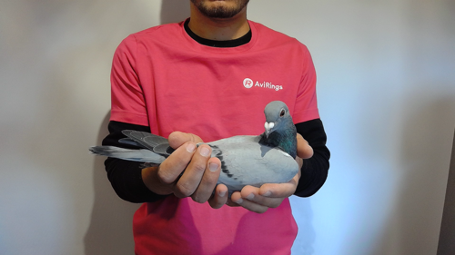 Pigeon image