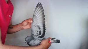 Pigeon image