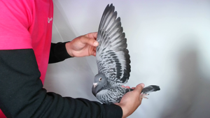 Pigeon image
